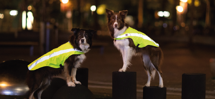 themeneinsteigsbanner hunde reflektion themeneinsteigsbanner hunde reflektion
